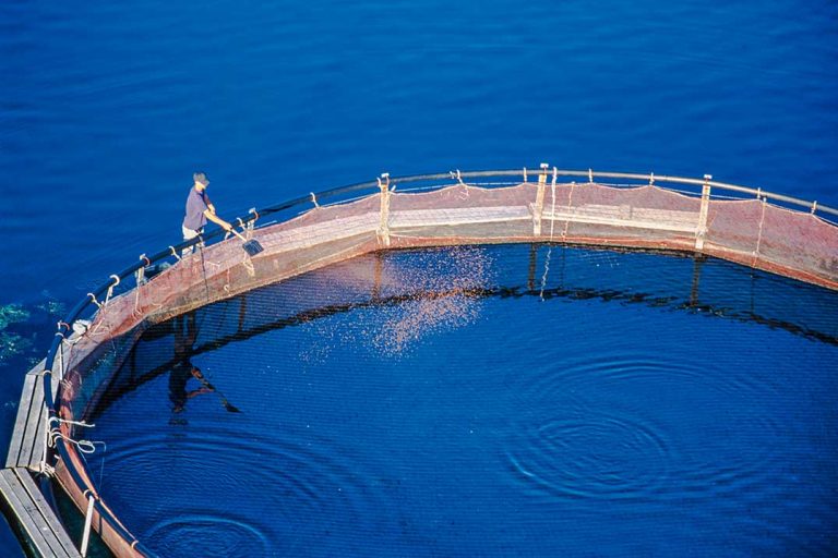 Ontario moves to support strong fish farm sector