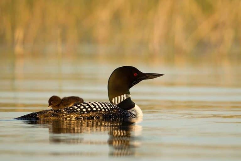 Volunteers needed to participate in loon survey