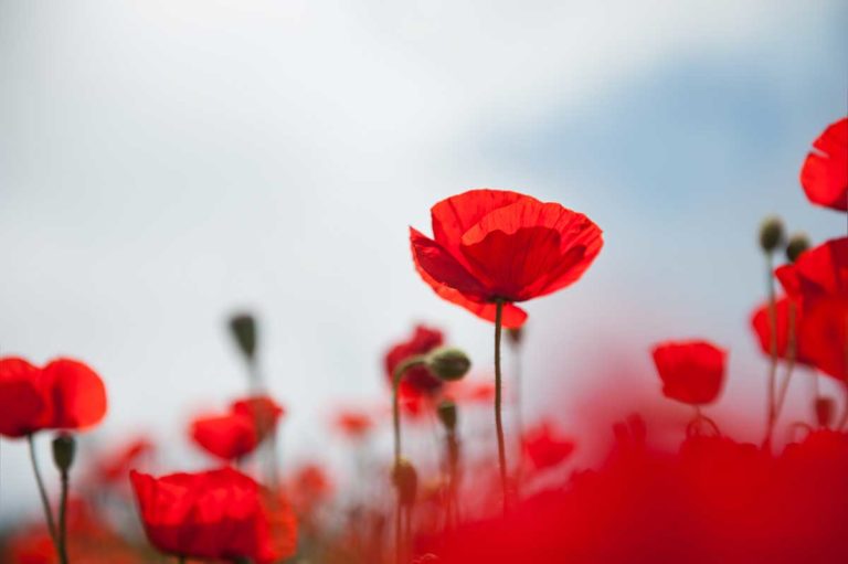 Remembrance Day services to be held in Manitoulin municipalities, First Nations