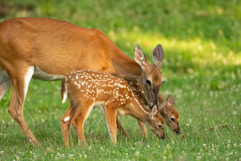 Town bylaw prohibiting the feeding of deer expanded to include other wildlife
