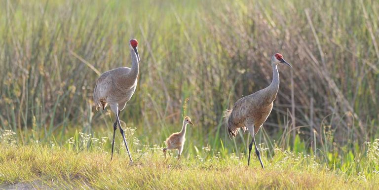 Sandhill crane research study begins