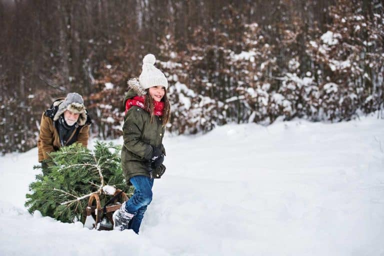 Real Christmas trees are not just traditional, they are a climate friendly choice