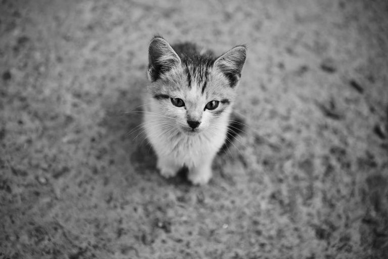 Four Kittens Found in Dumpster on Edmund Street, Sudbury