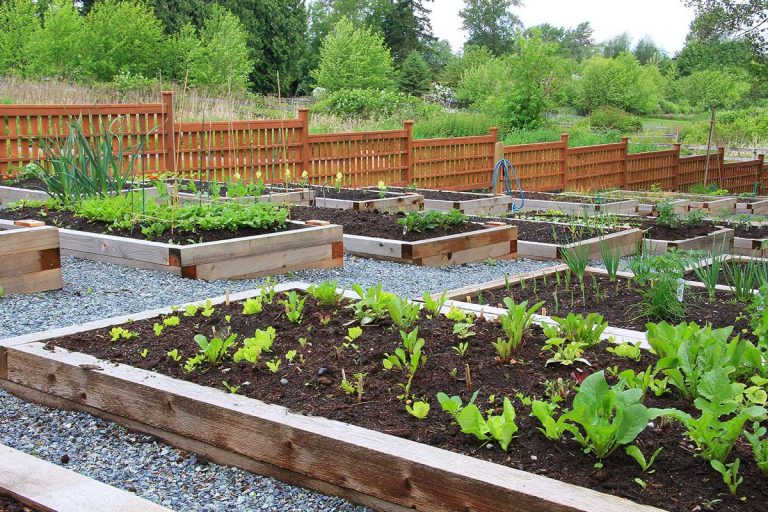 Community gardens allowed to reopen