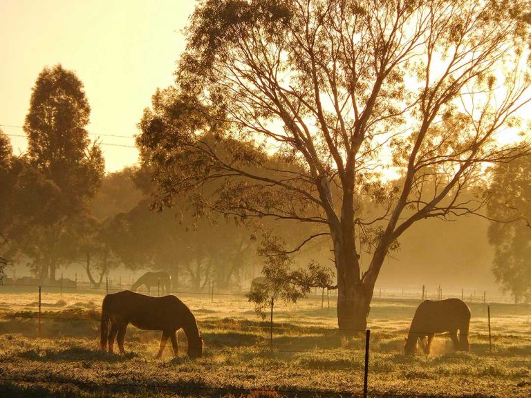 Two Greater Sudbury area horses test positive for Eastern equine encephalitis