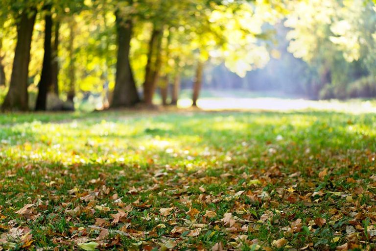 TEK Elders confirm court action needs to be taken on aerial spraying on Robinson-Huron Treaty lands