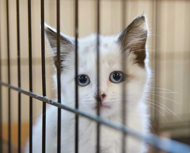 OSPCA will cease enforcement duties