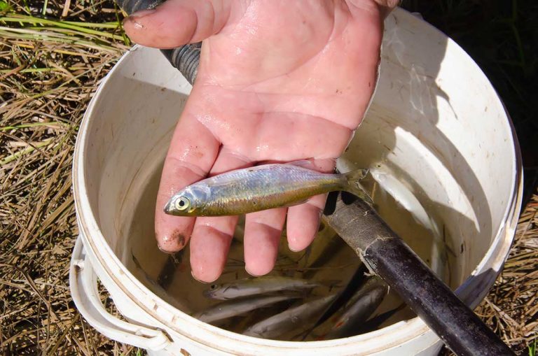 New provincial proposals for baitfish harvest and transport win conditional support