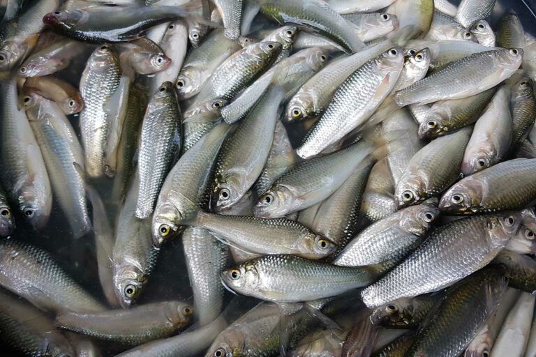 Testing finds human anti-anxiety, birth control drugs in G. Lakes fish stock