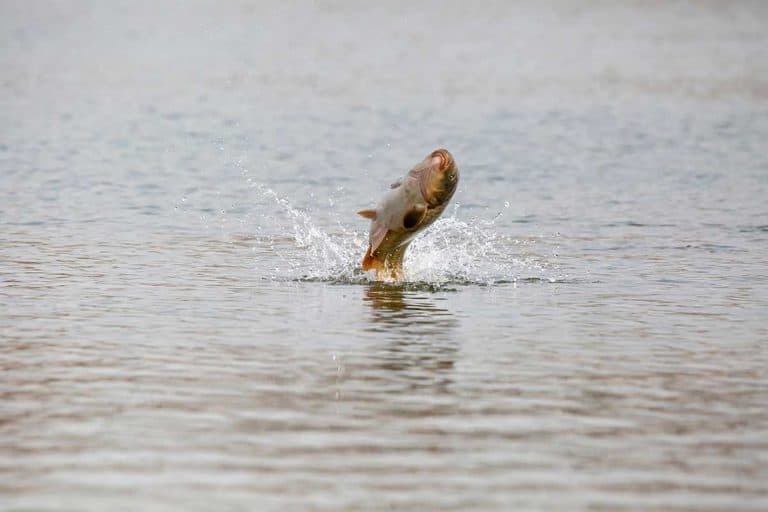 Research and early detection monitoring programs aim to keep invasive Asian carps out of Great Lakes