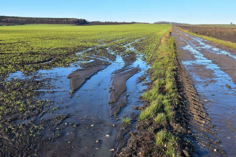 Heavy rainfall hinders Island farmers