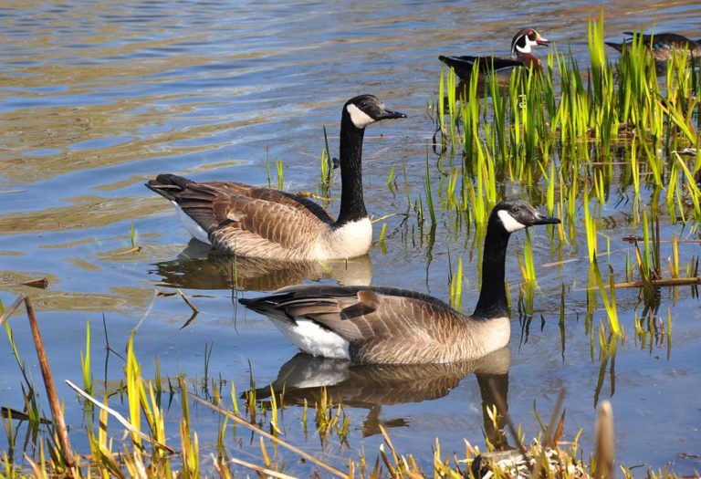 GoreBay seeks geese controls for waterfront public facilities
