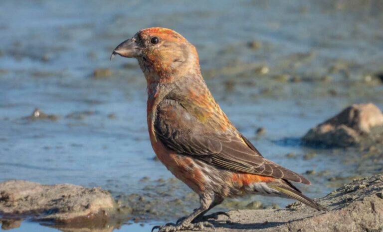 Manitoulin birders sought for Bird Atlas project