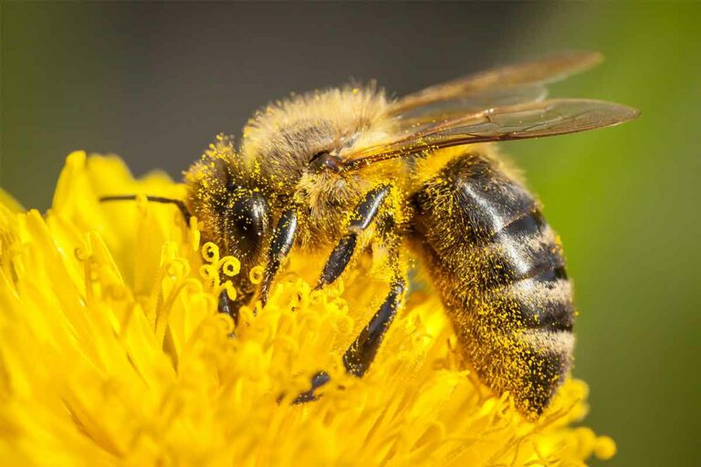 North America poised to lose one quarter of its pollinators