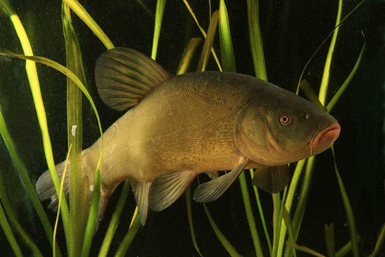 Province seeks input on 13 invasive species