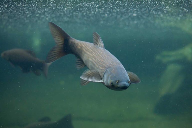 Major step taken to help block Asian carp from Great Lakes