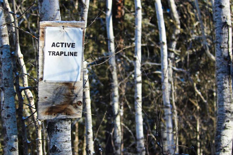 Manitoulin Trappers Council president is hopeful about trapline legislation proposal