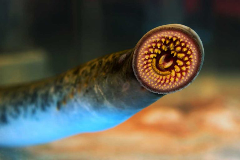 Sea lamprey population abundances decreasing in Huron