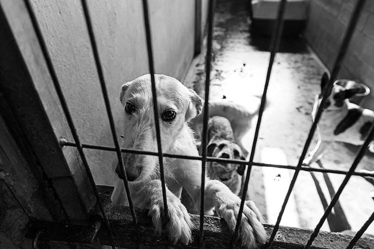 Province passes new government-based animal welfare legislation