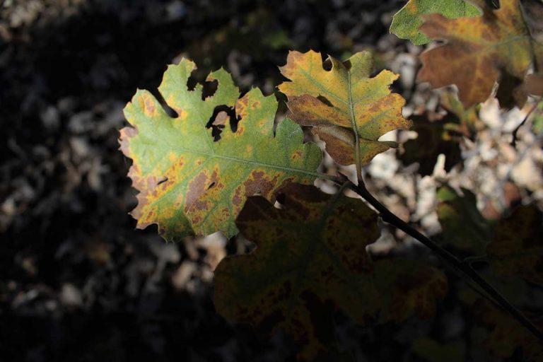 Oak wilt is an infectious and often fatal fungal disease and is being monitored as a potential threat in the province