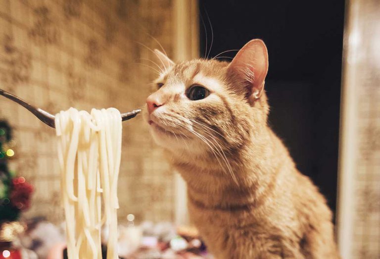 Mamma meowa! That’s a spicy meat-a-ball!