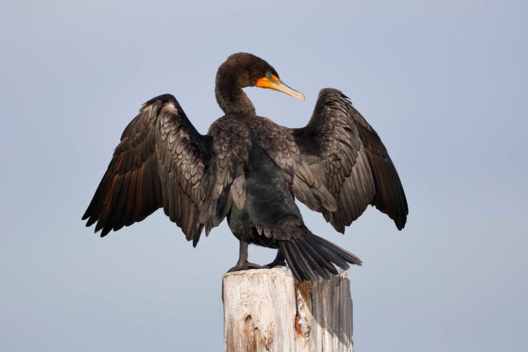Experts say fall cormorant hunt has no scientific basis
