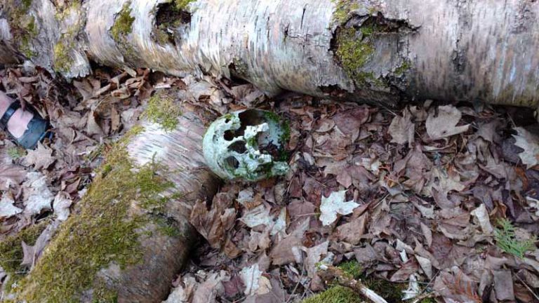 Male human skull found in Mindemoya is 800-years-old