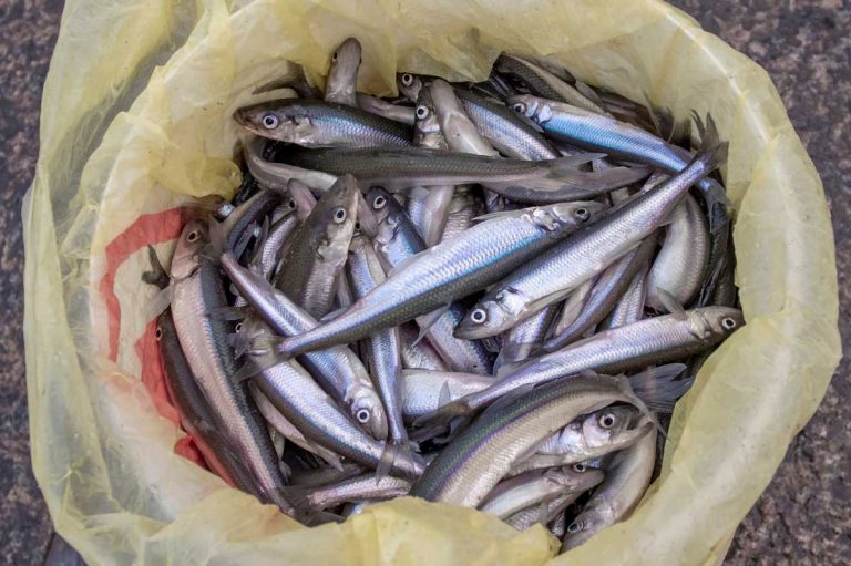 Due to COVID-19, smelt fishing is closed to public at Kagawong