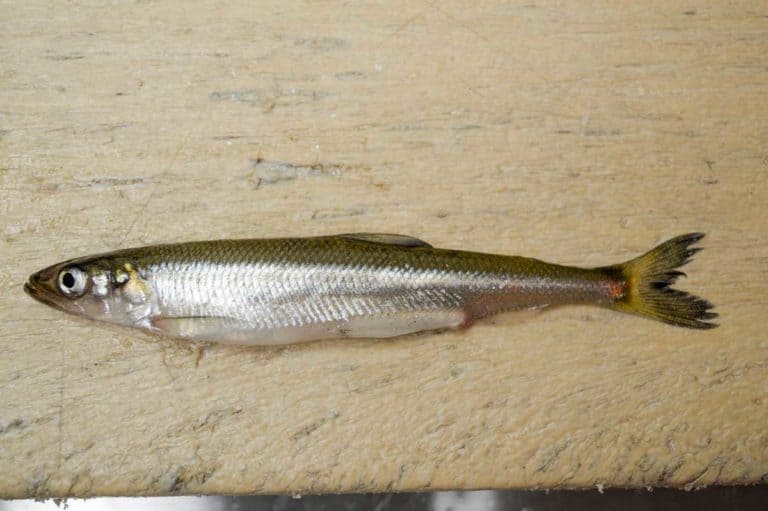 Lake Superior smelts positive for toxins, Expositor initiative sampling North Channel for similar concerns