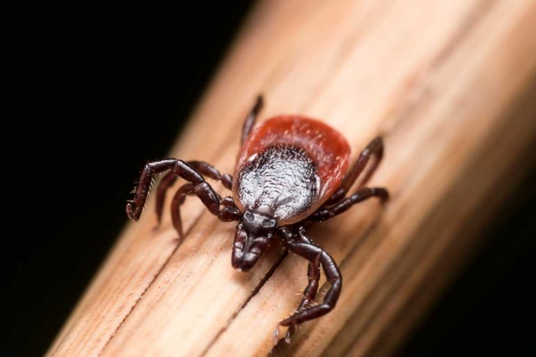 Chronic Lyme disease affects thousands; being tick aware can keep you safe