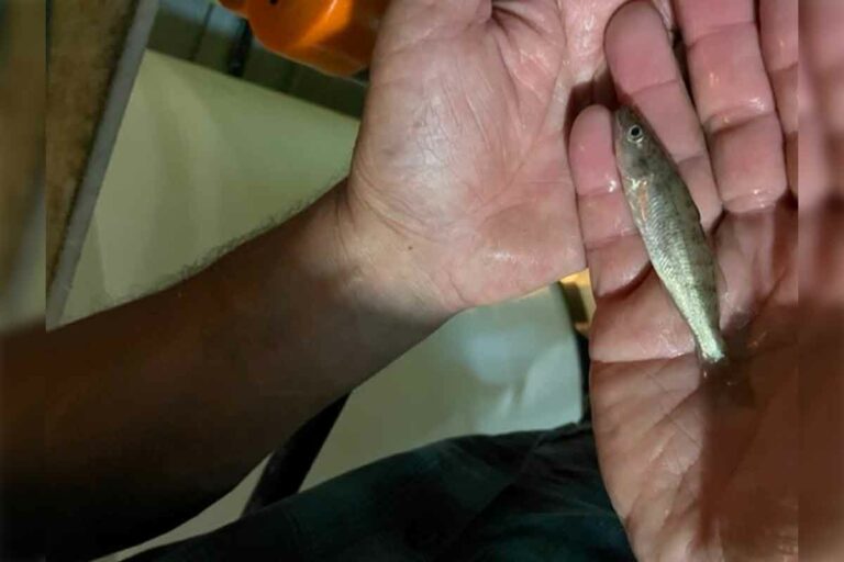 MNR commits to annually plant walleye in Lake Manitou for a decade