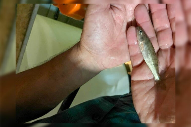 Lake Kagawong stocked with over 6,000 walleye fingerlings