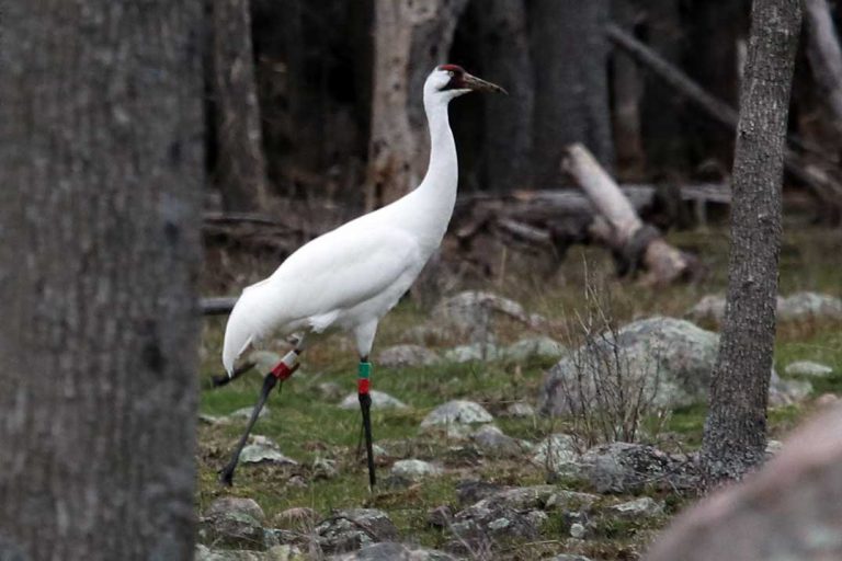 Endangered whooping crane found slain in Barrie Island