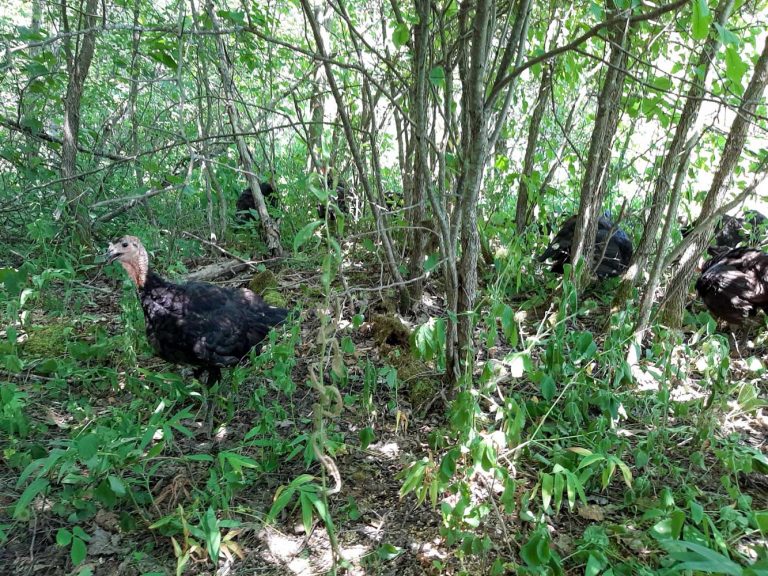 Wild turkeys in Wiikwemkoong