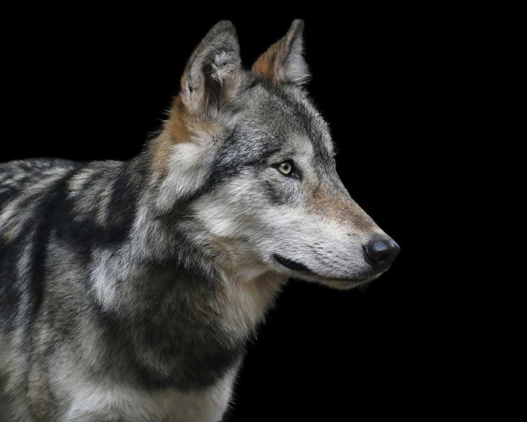 A familiar story of how to improve your inner wolf