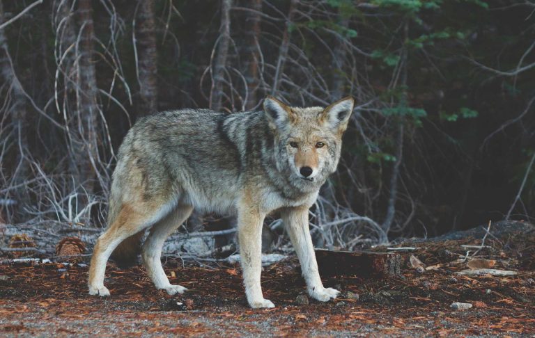 Trappers call for more study on wolf/coyote hunting-trapping ban