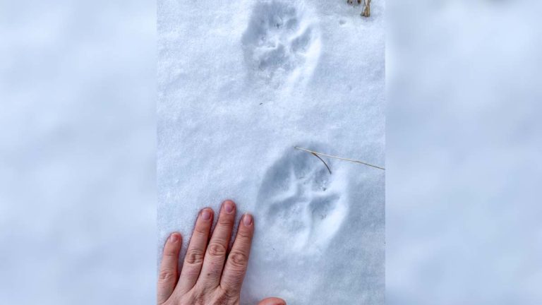 Wiikwemkoong Lands partners with province on wolf project