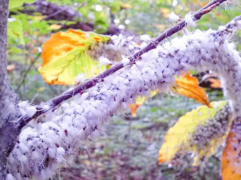 Woolly aphids cause fuzzy infestation in Assiginack